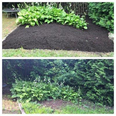 Hostas Look Happier