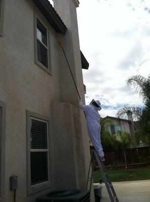 Knocking down paper wasp's nest.