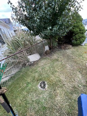 Trimmed pampas grasses