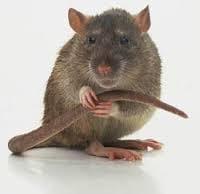 Norwegian Rat