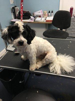 I groom dogs for our local shelter