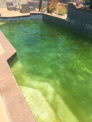 New customer called needing help with a neglected pool