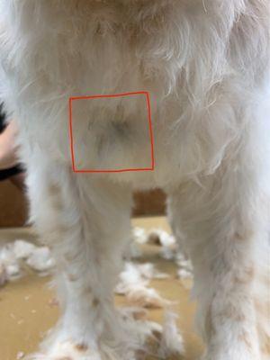 The square is a black spot on our white dog where we tested a blade on the chest of the dog. It left that black smudge.