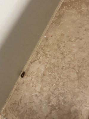 Roach in the room