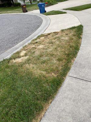 My lawn does not look like my neighbors!! It has been damaged!