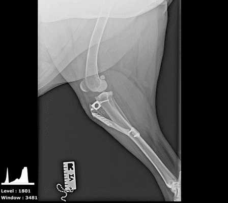 Tibial Tuberosity Advancement-TTA