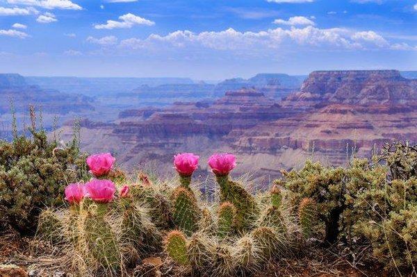 Arizona Desert Dermatology & Surgery