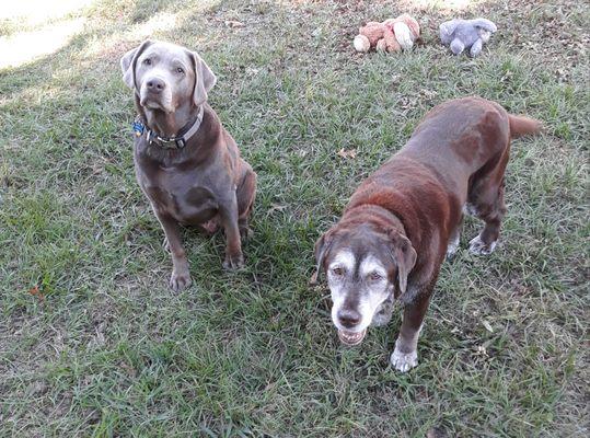 Dog Walking Stanley & Gracie