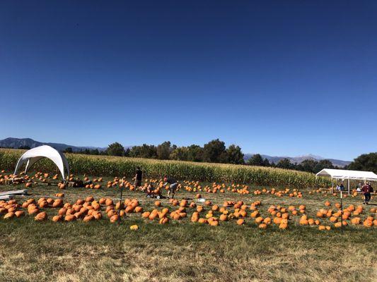 Pumpkins