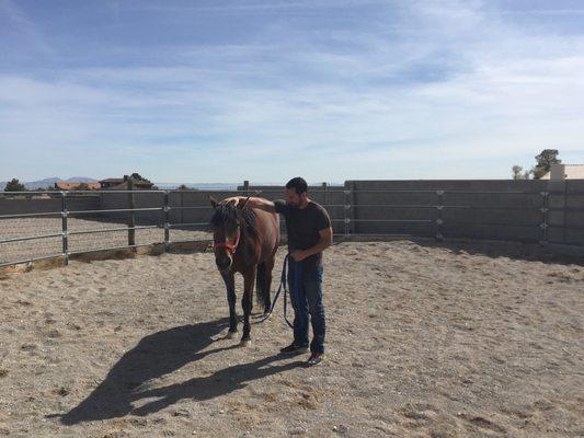 Practice leadership skills by doing a Join Up session with a horse