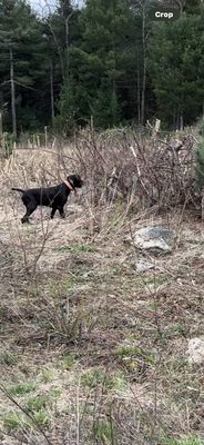 Boarding dog bird dog ARCHIE on point out in our preserve fields.   He found a quail.    Good boy Archie.