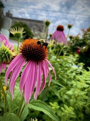 Outside on a beautiful day, this bee enjoys the plant life outside of Mother Earth Foods.