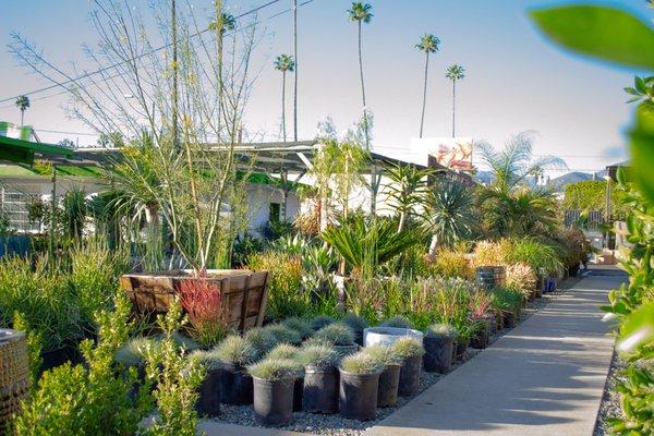 Shop ground cover, trees, indoor plants and more at our Pasadena location!