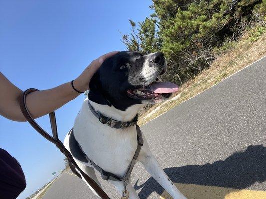 Super happy Bodhi having a blast on our walks.  All the cyclists that pass by LOVE him.