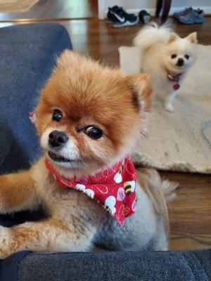 Our senor pomeranian girls love Barking Lot!! We do too. Great family owned and run business