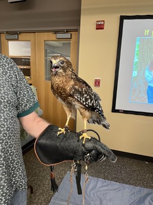 Red shouldered hawk during Audubon afternoon raptor presentation