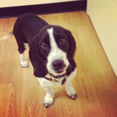 Spike the basset hound needs a buddy.