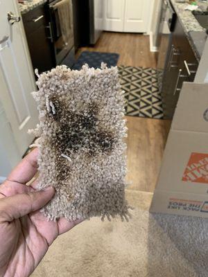 piece of damaged carpet