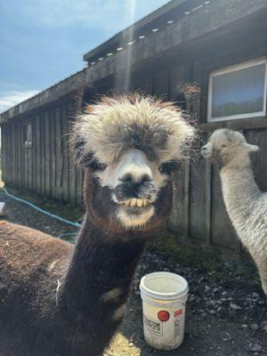 Smiling alpaca