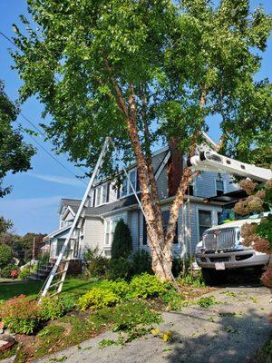 Pruned birch.