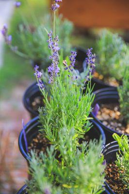 Tumalo Lavender