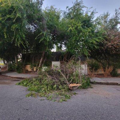 Tree blocking partial street and sidewalk