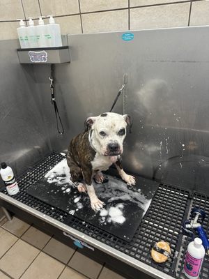 Bath Day for Hope at our local Pet Supplies Plus!