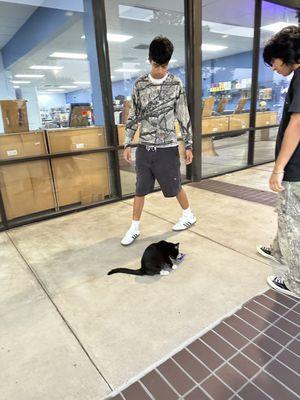 Cat outside the store