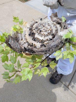 The inside of the nest and the larvae.