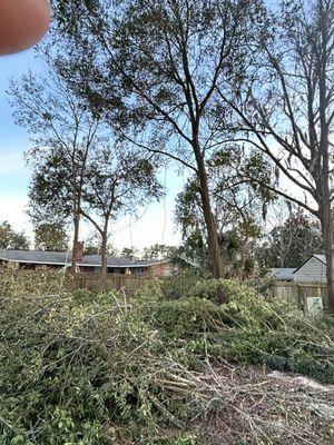 Total land clearance in Personal fenced in backyard