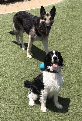 Big Duke and Little Duke just love spending time at the park!