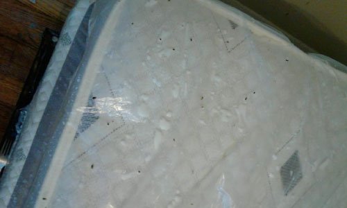 heat treatment bed bugs