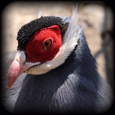 Very photogenic pheasant posed for every shot