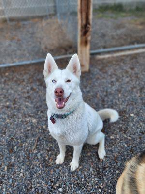 Happy Dog