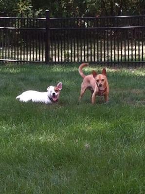 Playtime for Stella and Wiley