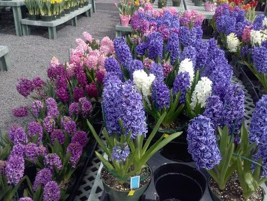 Hyacinths