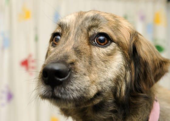 Meadow Brook Animal Clinic