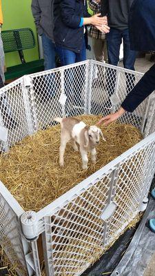 Baby goats from Prairie Fruit Farms! 3