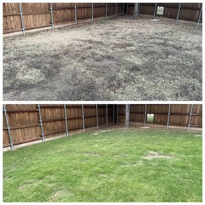 Before and after backyard