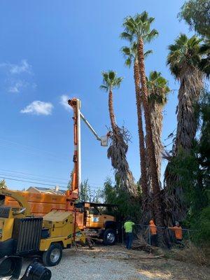 Tony Romero Tree Service