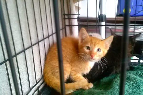 Wild cats and there kitten are just as mean as Bob cat . This Cat and his Mother and brother and sister was living under a deck