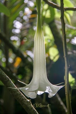 Angel trumpet