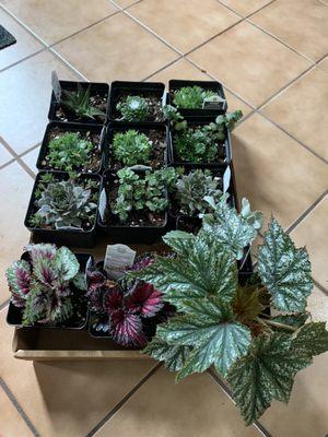 Begonias & succs we found