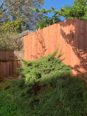 Smooth side of repaired redwood fence (Kensington, CA)