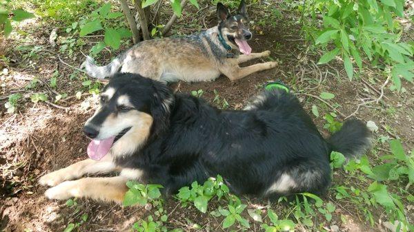 Resting under their favorite tree.