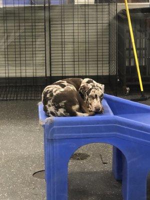 My dog, Canyon, napping in the Romper room after a long day of play!