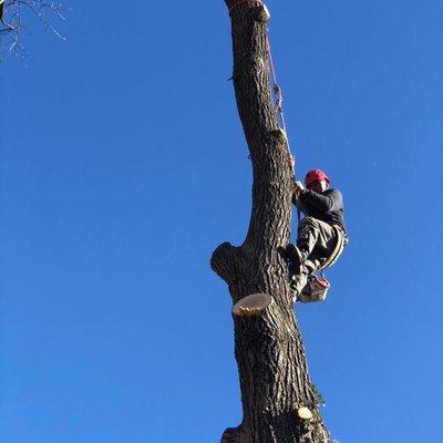 MDR LANDSCAPING & TREE SERVICE