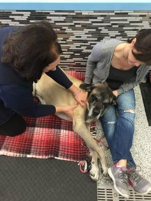 Dr. Caruso DVM DACVP CCRT performing massage therapy and stretching exercises for Sadie, an English mastiff with arthritis