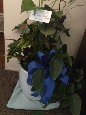 A very beautiful plant arrangement for an amazing family that just lost a beautiful man