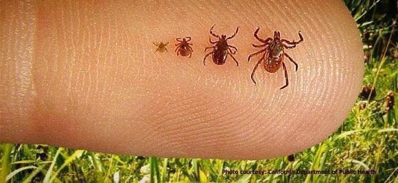 Our tick control protects the health of your family and pets